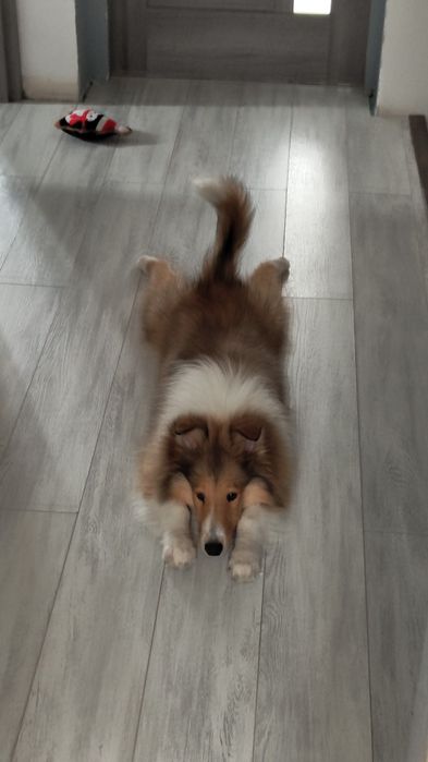 Pet sitter Cluj - cazare la casa