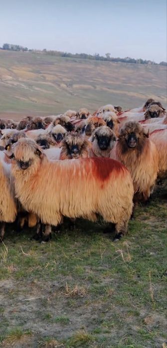 Oi de vanzare detalii doar la telefon