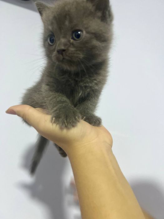 Продается чистокровный котята