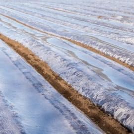 FOLIE MULCIRE, 20micr, TRANSPARENTA, neperf, 4.5x500m; 5.5x500m