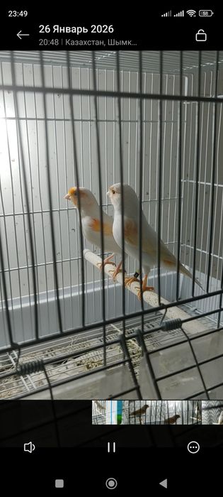 Канарейки красная мозайка