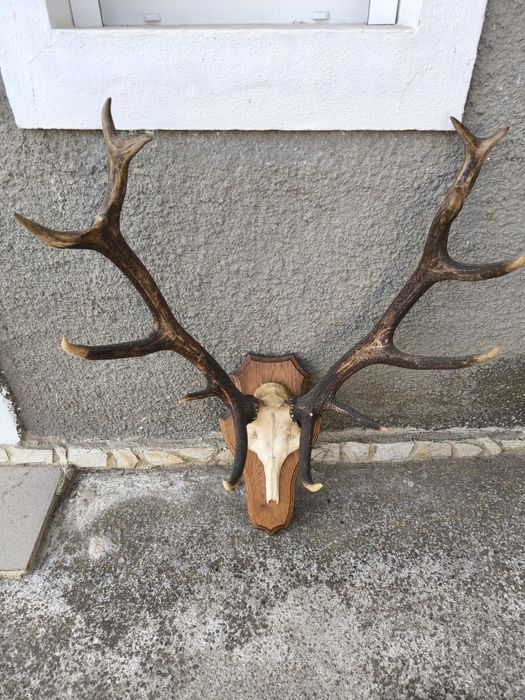 Трофей, рога от елен