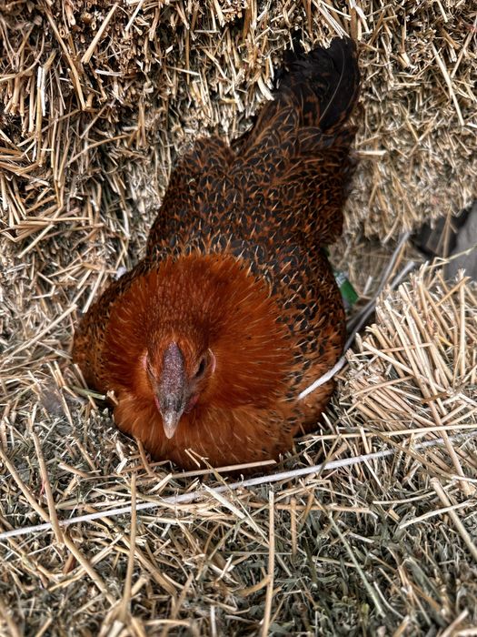 Курк товук сотилади