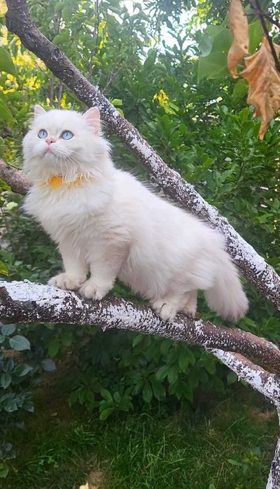 Fetita British Longhair alba cu ochi albastri superba