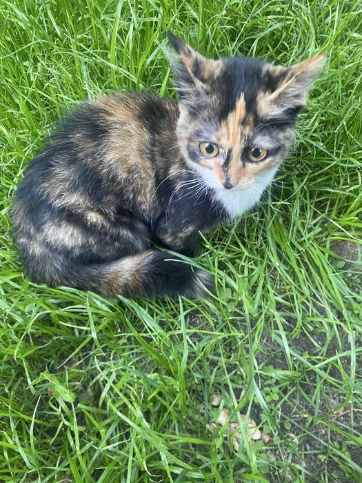 Котенок девочка 5 месяцев