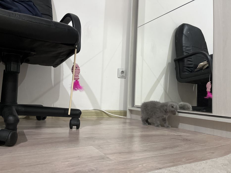 Шотландская Вислоуха