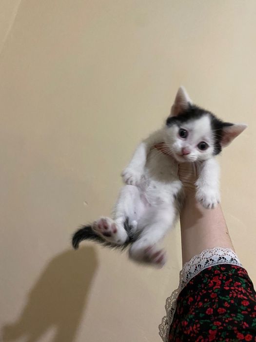 Отдам котят бесплатно