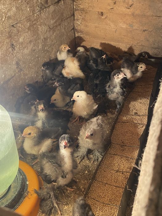 Brama jo’jalar sotiladi 3 haftali