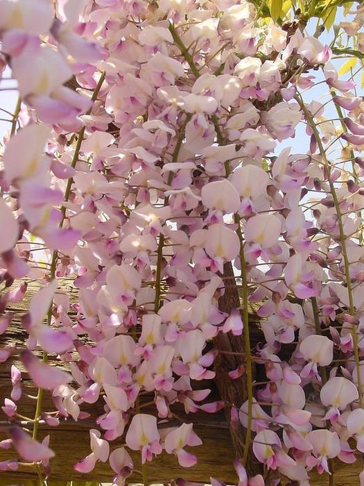 Glicina (Wisteria)