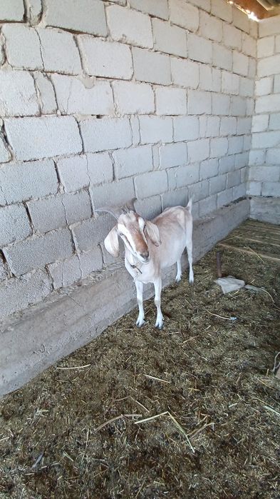 Срочно.  Сутти ешкилер сатылады.