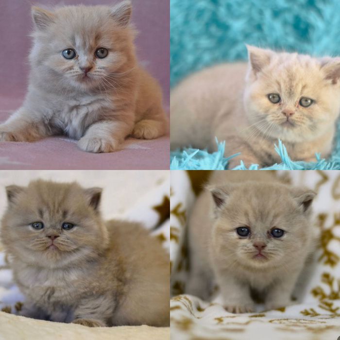 Британские Котята!