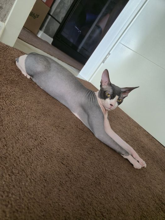 Вязка канадский сфинкс