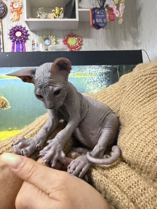 Канадский сфинкс