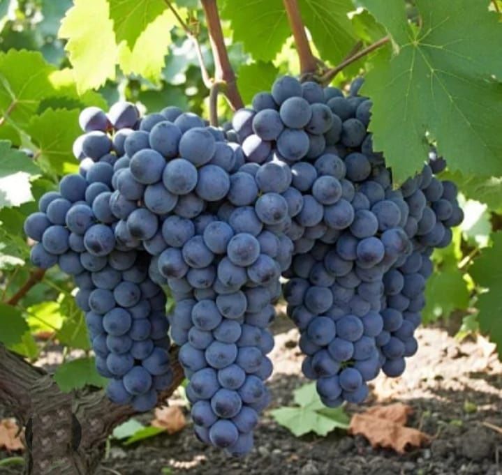 Продам  виноград домашние