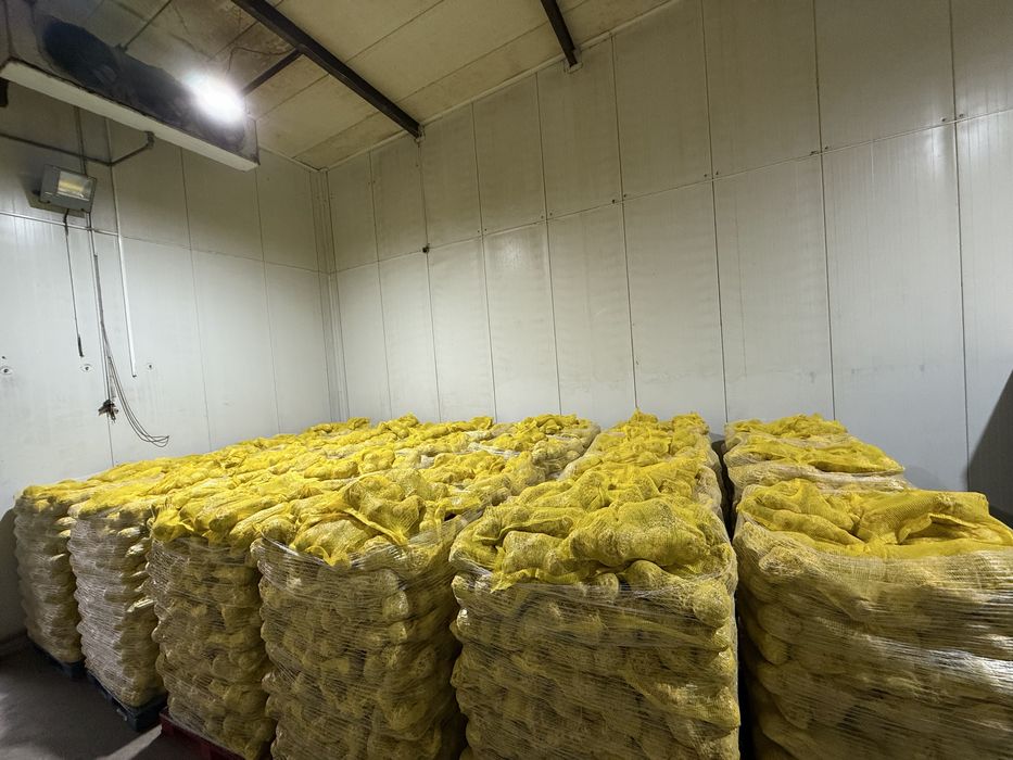 Țelină EN-GROS – Calibru 15+ și 10–15 | Palet / Cantități mari