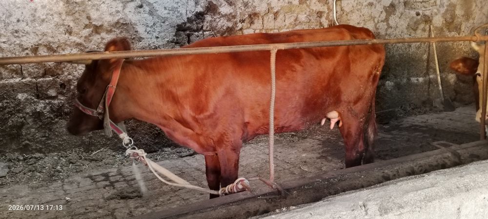 Ona bola sigir sotiladi