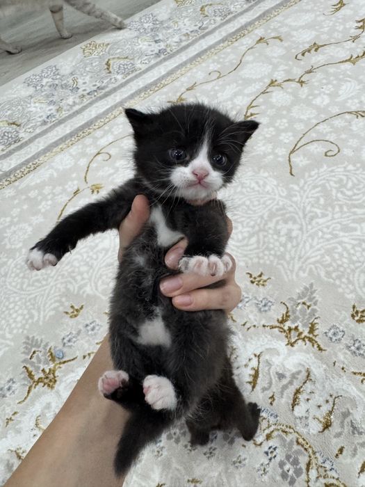 Котята маленькие