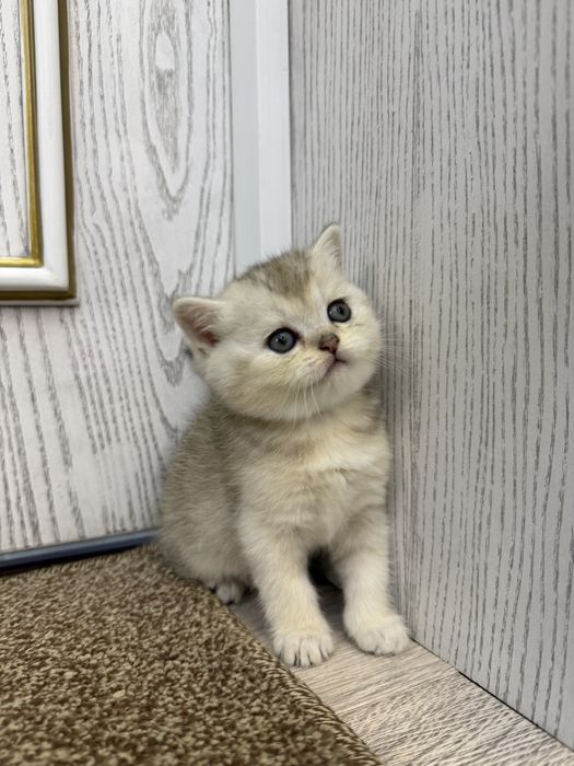 Британские кошки серебро и золото окраса