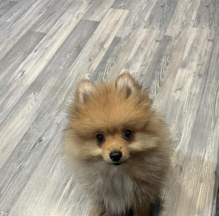 Мини померан – малко пухкаво съкровище търси своя дом