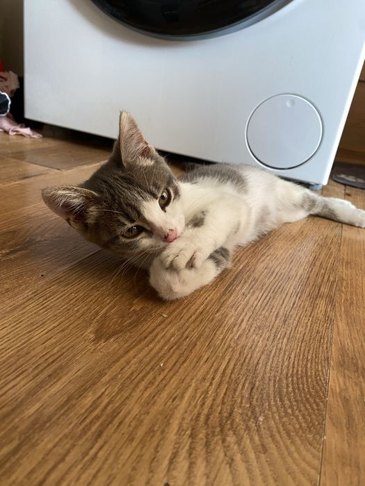 Отдам котенка в добрые руки