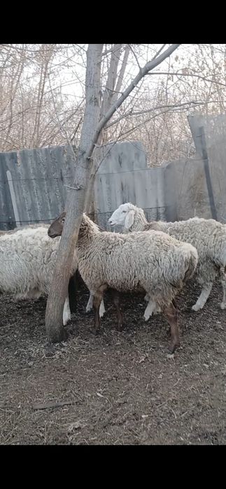 Сельхоз жиаотнве