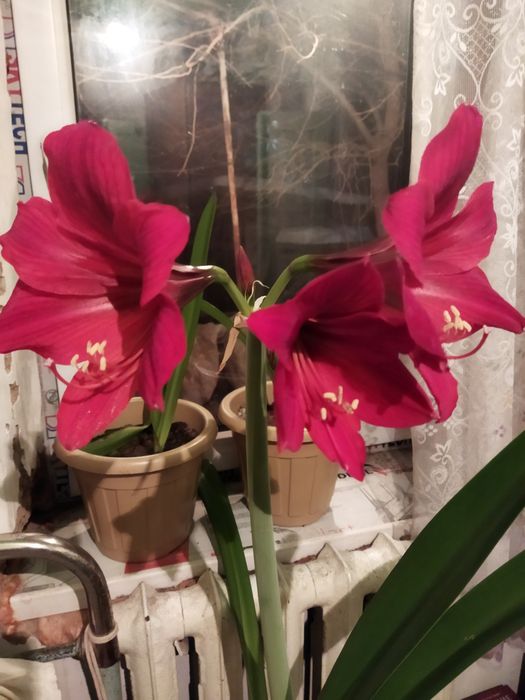 Цветы комнатные лилия, алоэ