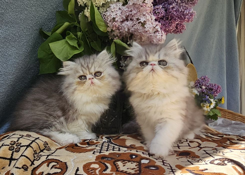 Персийски котенца