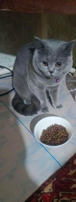 Вязкага угил мушук бор