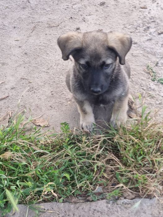 Doi pui de cățel își caută o familie iubitoare!