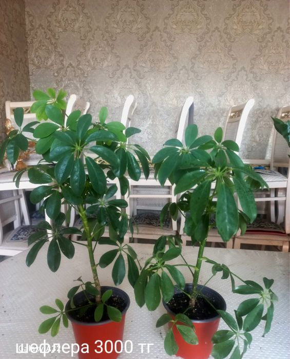 Комнатные цветы . Бөлме гүлдері