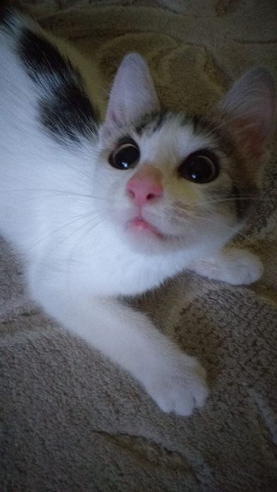 Pisoi spre adoptie