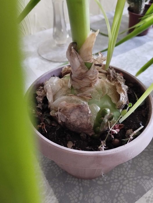 Продам Индийский лук. Район Саяхата.