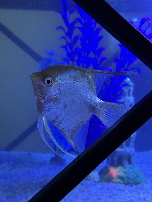 Baliqla sotiladi scalaria
