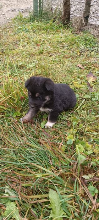 Donez catei (nu caine)