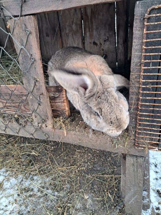 Iepuri berbec german