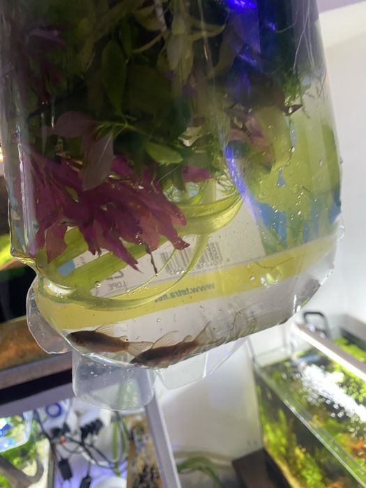 Pesti sanitari si plante de acvariu