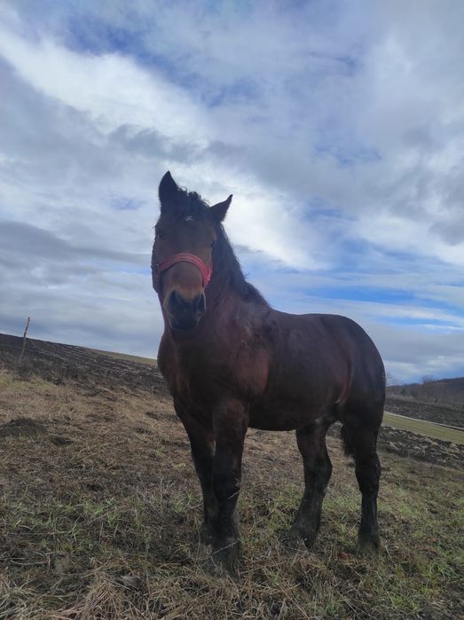 Mânz, un an și jumătate