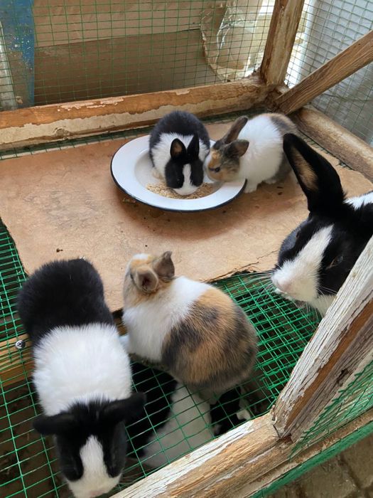 Golland panda Golland yapon zotiga mansub quyonlar sotiladi yeb ichish