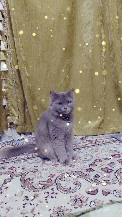 Nebelung zotli chiroyli kulrang mushuk sotiladi