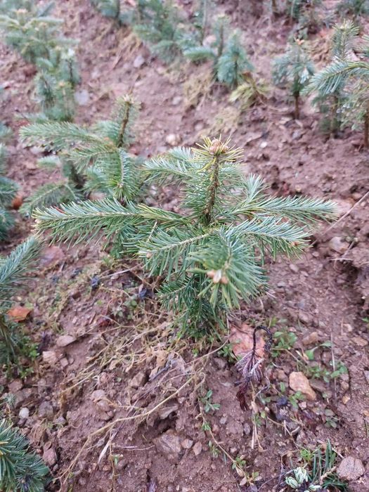 Puieti brad Abies Lasiocarpa intens albastrui-argintii