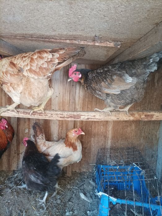 Xo'roz tovuqlar sotiladi xammasi tuxumda