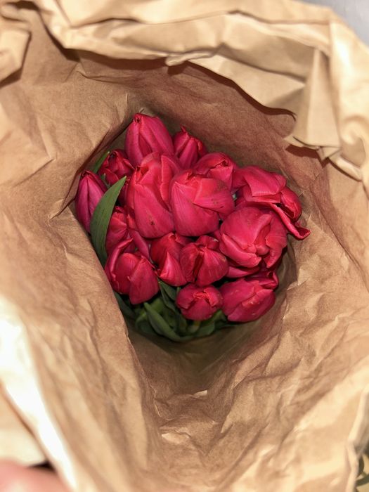 Свежыйе тюльпан цена