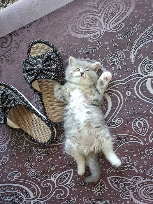 Продам котёнок девочки породистые
