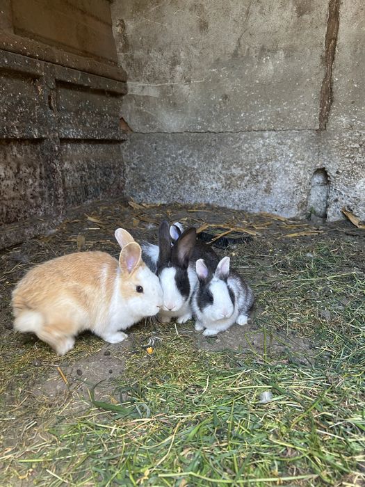 Iepurasi spre adoptie