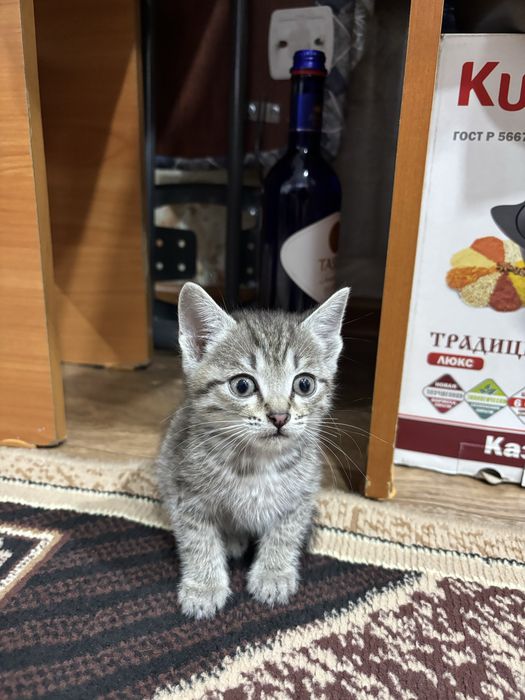 Котенок мальчик.