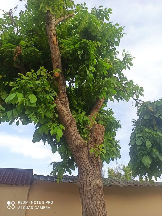 Yongiq daraxti 20 yillik