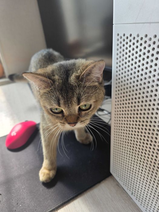 Продаю кошку, золотая шиншилла