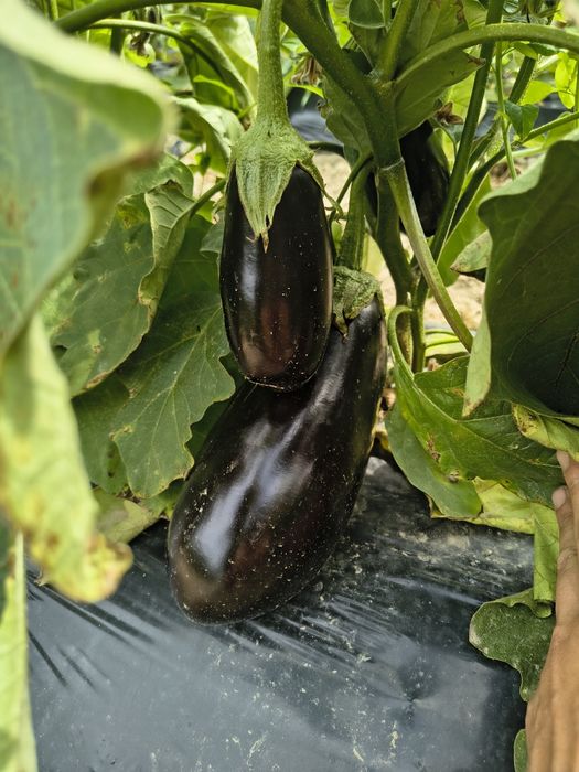 Vinete Aragon de vânzare