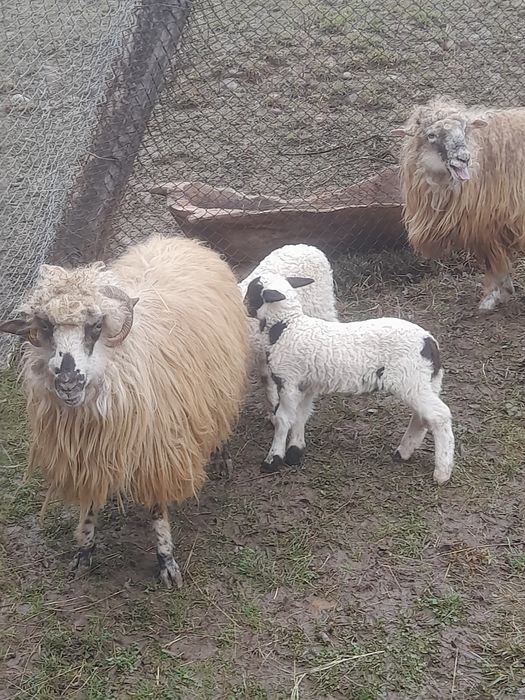 Vând două oi cu doi miei