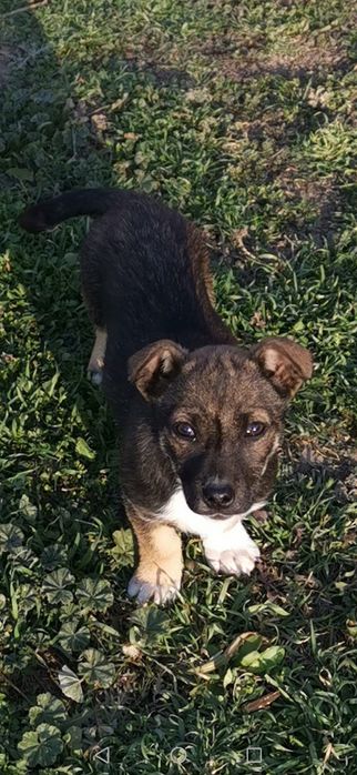 Donez metis Jack Russell Terrier Bucuresti Sectorul 2 • OLX.ro